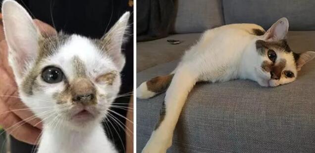 “给猫吃了我的外卖，结果它突然失明了？”