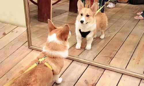 狗狗知道镜子里的是自己吗?.jpg 狗狗知道镜子里的是自己吗?.jpg