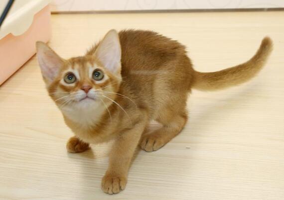 阿比西尼亚猫和斯可可猫哪个聪明-谁智商高