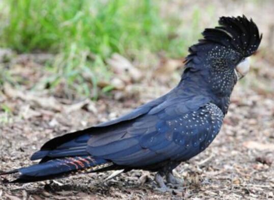 传说中的“黑凤凰”——红尾黑凤头鹦鹉