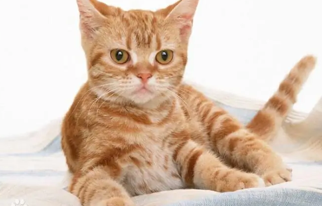 奥西猫和美国硬毛猫打架谁更厉害