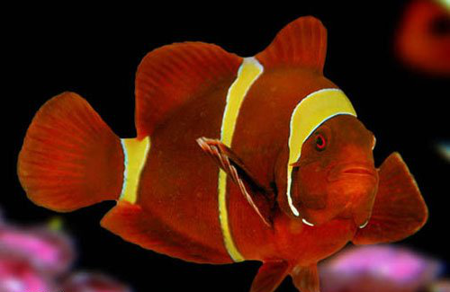 这里有一份金边透红小丑鱼的挑选秘籍一起来看看吧