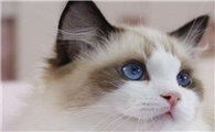 埃及猫和布偶猫打架谁更厉害