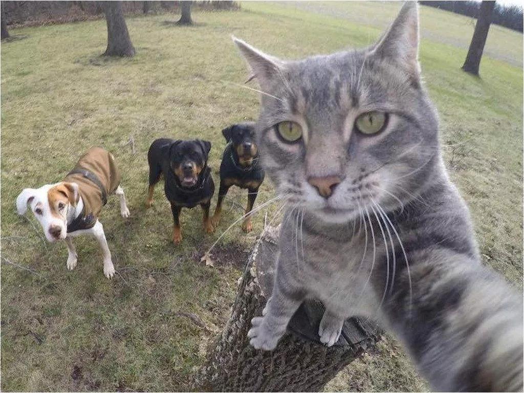 酷!这只猫不仅会自拍,还有一群狗狗当保镖.jpg 酷!这只猫不仅会自拍,还有一群狗狗当保镖.jpg