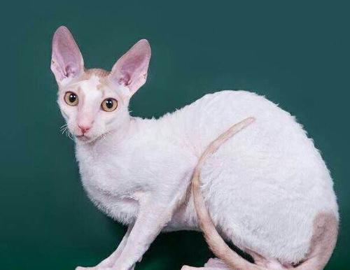奥西猫和柯尼斯卷毛猫打架谁更厉害