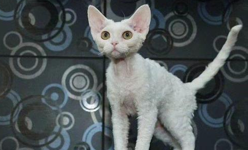 奥西猫和德文卷毛猫打架谁更厉害