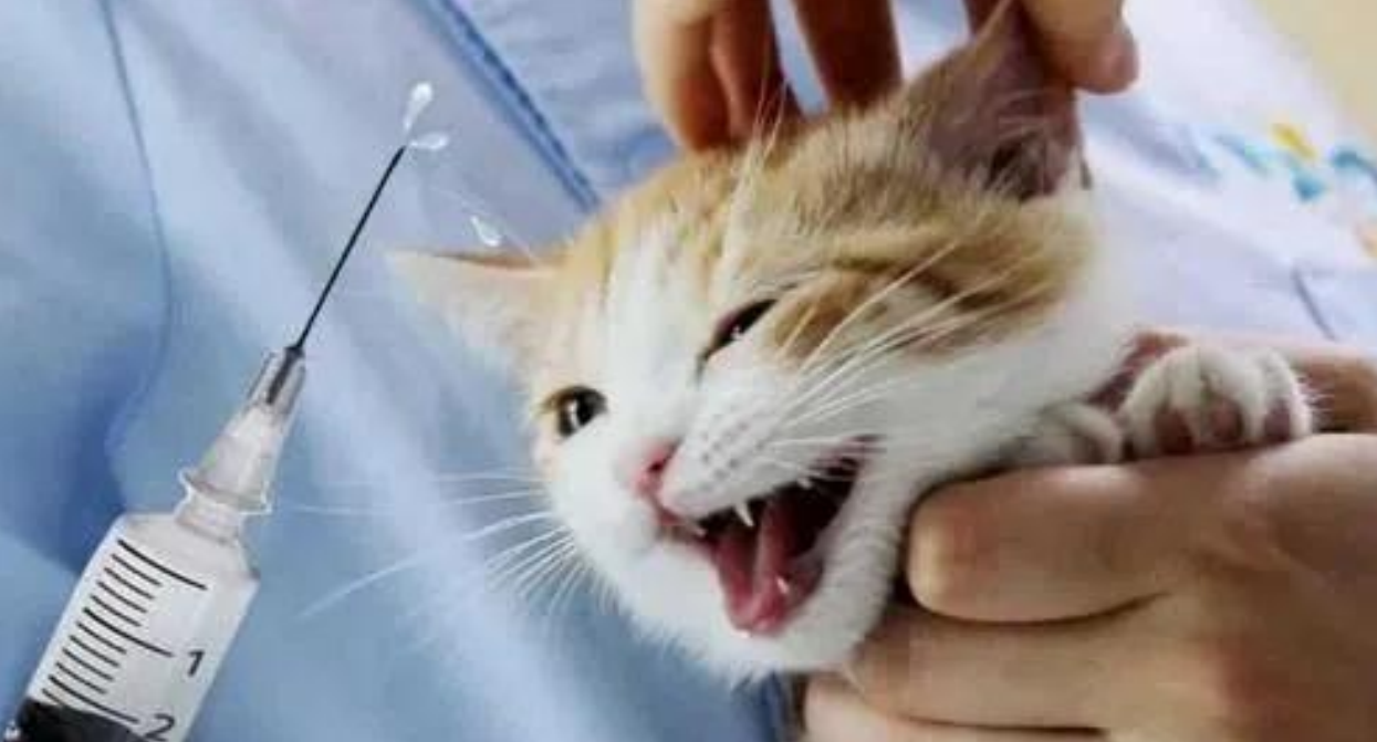多猫家庭必看！想让每一位主子生活幸福，这3点一定要注意