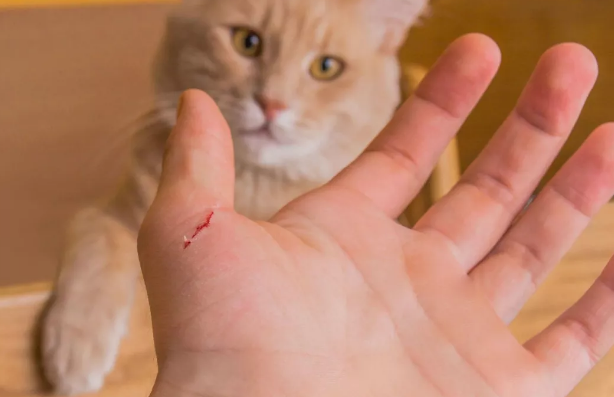 “猫咪总是咬人，我都想把它丢了...”.png