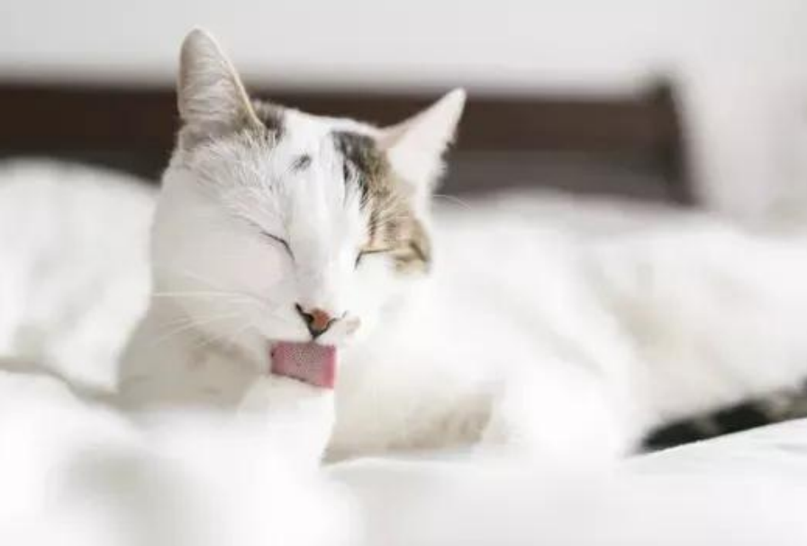 多猫家庭必看！想让每一位主子生活幸福，这3点一定要注意