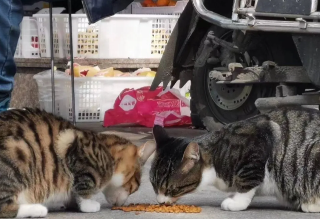 水果摊老板的猫丢了,发布的寻猫启事,竟引发了一场骂战... 水果摊老板的猫丢了,发布的寻猫启事,竟引发了一场骂战...