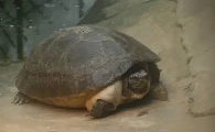 怎样选择马来西亚巨龟
