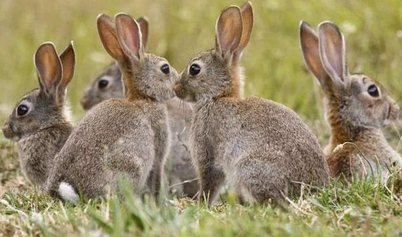 如何饲养宠物兔 兔粮的选择