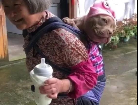 有一种狗，叫做爷爷奶奶带大的狗