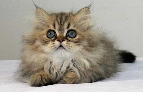 奥西猫和金吉拉猫打架谁更厉害