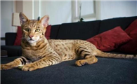 埃及猫和日本短尾猫打架谁更厉害