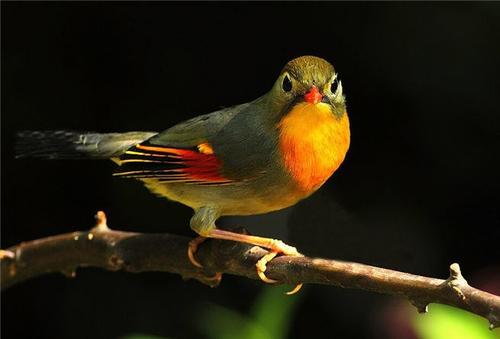 如何安放鸟笼 如何安放鸟笼