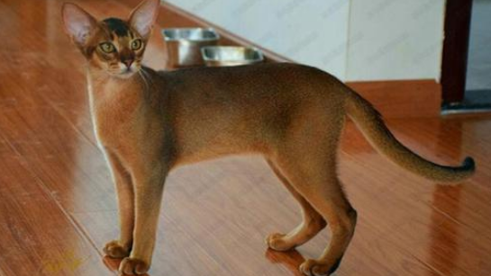 阿比西尼亚猫和日本短尾猫哪个聪明-谁智商高