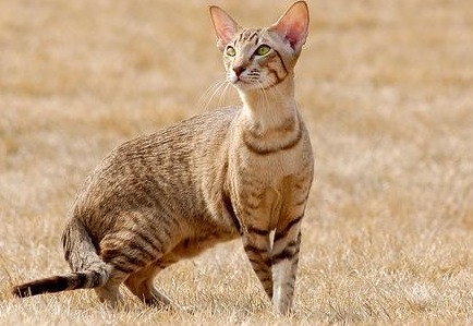 埃及猫和暹罗猫打架谁更厉害 埃及猫和暹罗猫打架谁更厉害