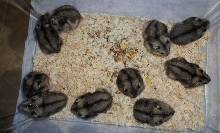 如何识别三线仓鼠的情绪表达耳朵下垂