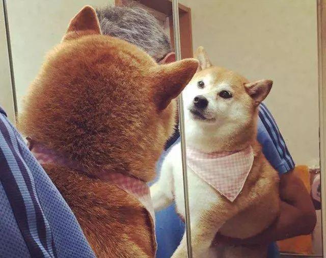 狗狗知道镜子里的是自己吗?.jpg 狗狗知道镜子里的是自己吗?.jpg