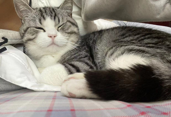 猫咪们到底有没有时间观念？