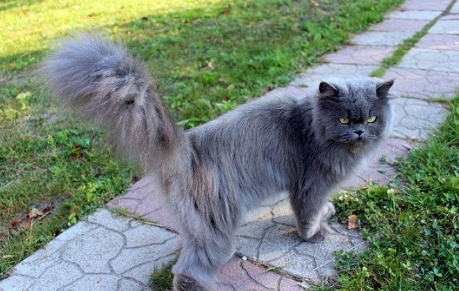 波斯猫和伯曼猫打架谁更厉害 波斯猫和伯曼猫打架谁更厉害