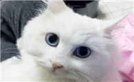 波斯猫和缅甸猫打架谁更厉害