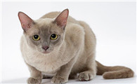 埃及猫和东奇尼猫打架谁更厉害