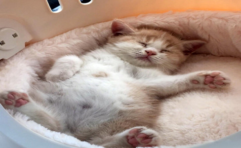 让人类欲罢不能的猫咪肉垫，到底是何方神圣？