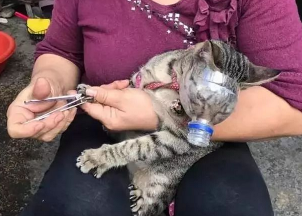 “猫咪总是咬人，我都想把它丢了...”.png