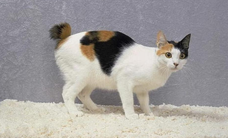 奥西猫和日本短尾猫打架谁更厉害