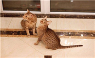 奥西猫和电烫卷猫打架谁更厉害