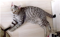 埃及猫和缅因猫打架谁更厉害
