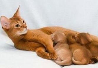 阿比西尼亚猫和索马里猫哪个好养 阿比西尼亚猫和索马里猫哪个好养