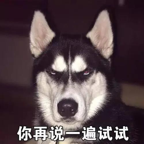 如何一句话证明你养了狗？.jpg