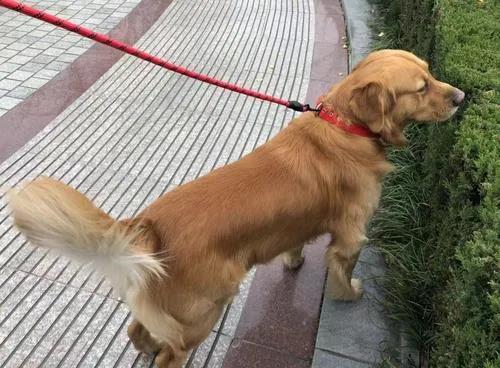 你最讨厌别人对你的狗狗做什么?.jpg 你最讨厌别人对你的狗狗做什么?.jpg