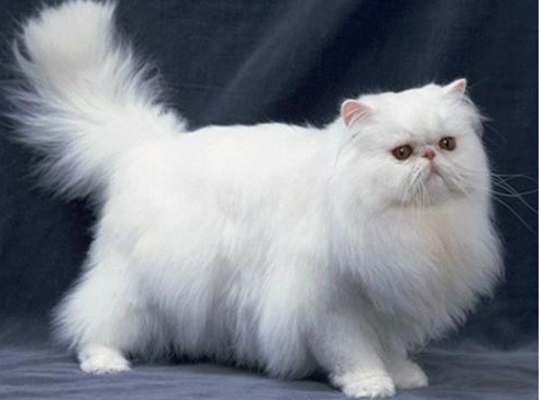 波斯猫和重点色短毛猫打架谁更厉害