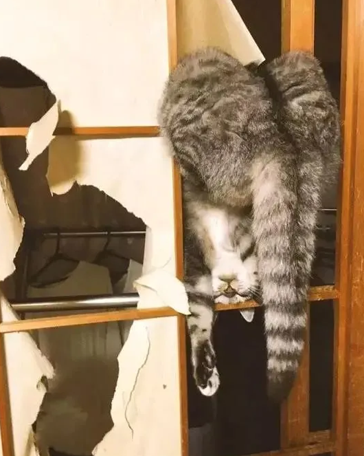 叫猫起床不但不起还打人？这起床气也太大了......