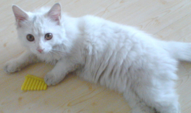 波斯猫和山东狮子猫打架谁更厉害