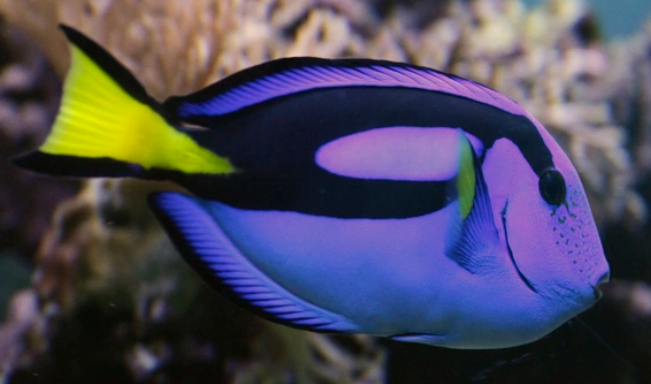 奉上蓝吊的挑选技巧,水族老板从不外传的秘密 奉上蓝吊的挑选技巧,水族老板从不外传的秘密
