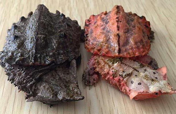 玛塔龟摄取哪些食物 玛塔龟摄取哪些食物