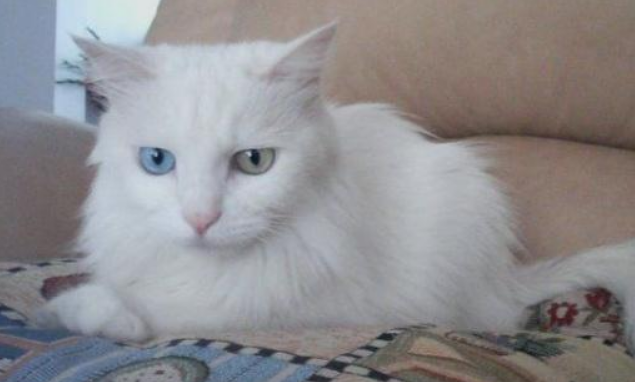 波斯猫和暹罗猫打架谁更厉害 波斯猫和暹罗猫打架谁更厉害