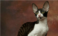 埃及猫和柯尼斯卷毛猫打架谁更厉害