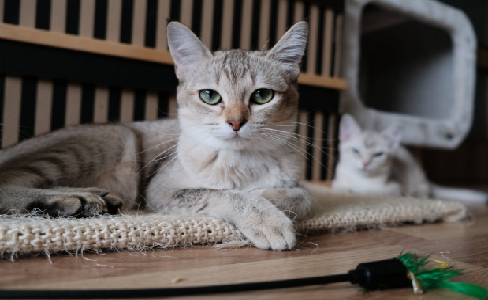 只有年老的猫，才会得关节炎吗？