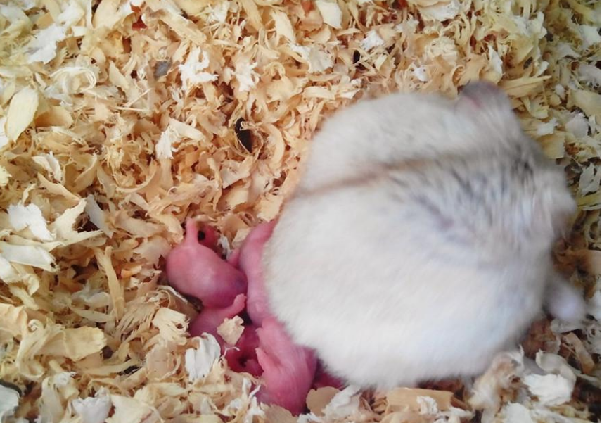 宠物鼠产育期间需要注意哪些问题 母鼠孕期护理