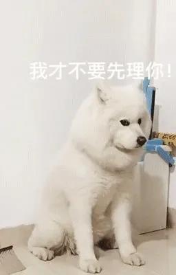 狗狗会记仇吗?.jpg 狗狗会记仇吗?.jpg
