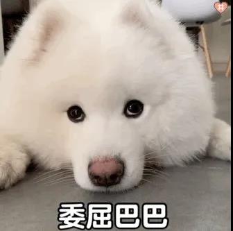 你最讨厌别人对你的狗狗做什么?.jpg 你最讨厌别人对你的狗狗做什么?.jpg