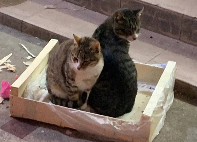 水果摊老板的猫丢了,发布的寻猫启事,竟引发了一场骂战... 水果摊老板的猫丢了,发布的寻猫启事,竟引发了一场骂战...