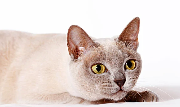 阿比西尼亚猫和缅甸猫打架谁更厉害