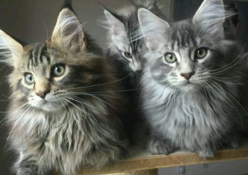阿比西尼亚猫和缅因猫打架谁更厉害 阿比西尼亚猫和缅因猫打架谁更厉害